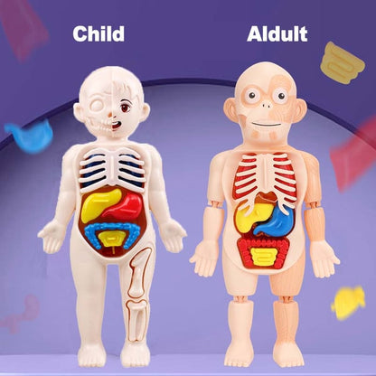 Anatomie des menschlichen Körpers Spielzeug