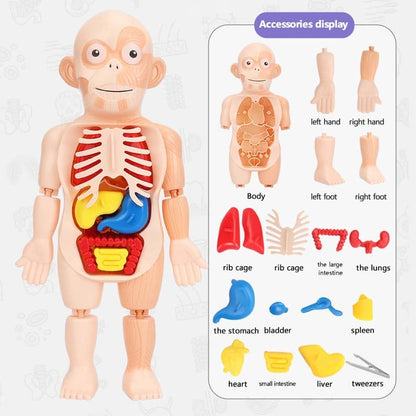 Jouet d'anatomie du corps humain