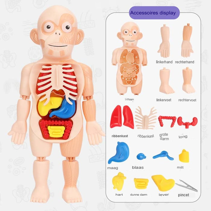 Anatomie des menschlichen Körpers Spielzeug