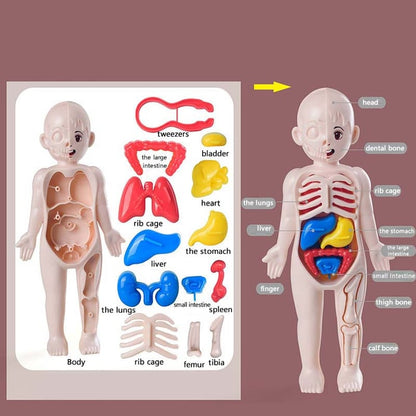 Legetøj til menneskekroppens anatomi