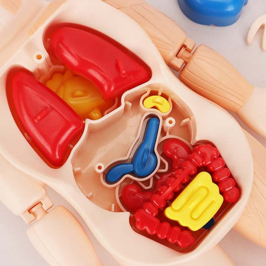 Anatomie des menschlichen Körpers Spielzeug